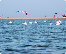 Fenicotteri Cagliari